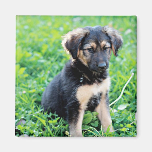 Íman German shepherd (Frente)