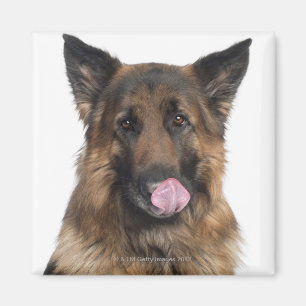 Íman German shepherd