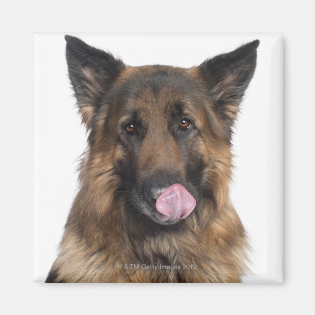 Íman German shepherd (Frente)