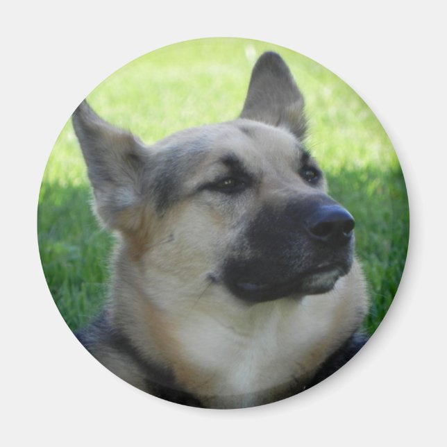 Íman German shepherd (Frente)
