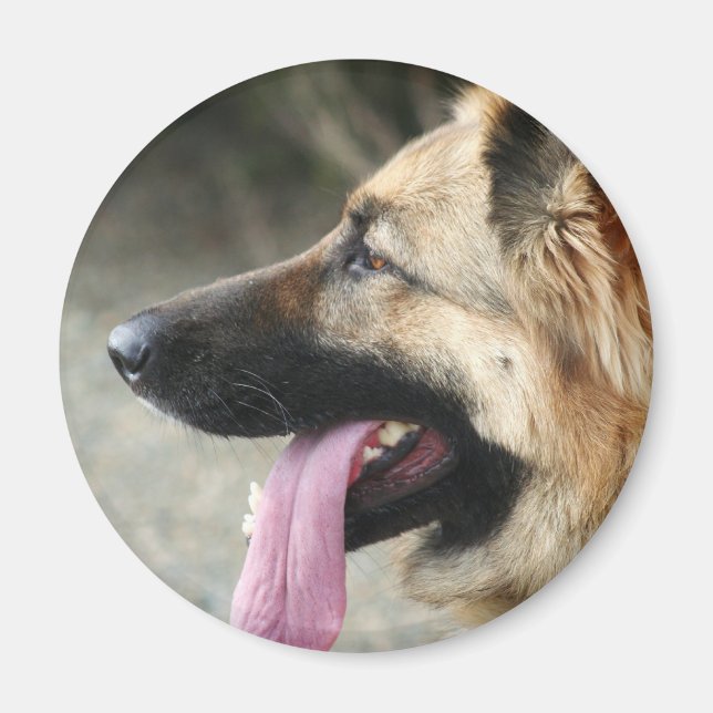 Íman German shepherd (Frente)