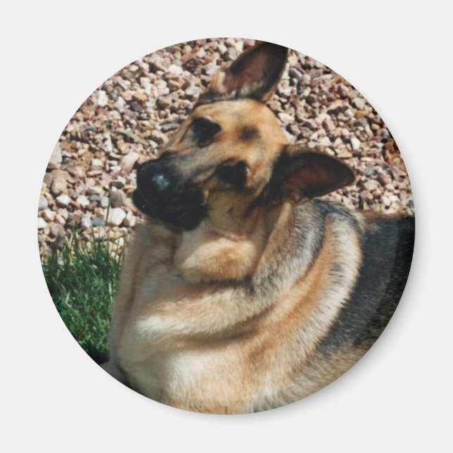 Íman German shepherd (Frente)