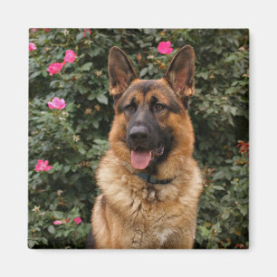 Íman German shepherd
