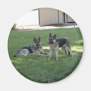 Íman German shepherd