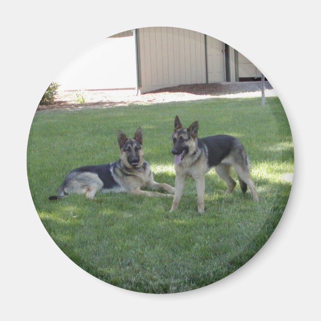 Íman German shepherd (Frente)