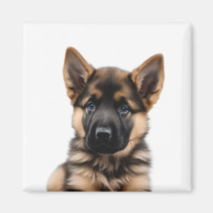 Íman German shepherd