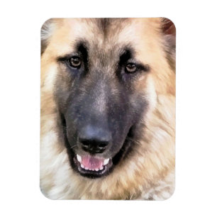 ÍMAN GERMAN SHEPHERD