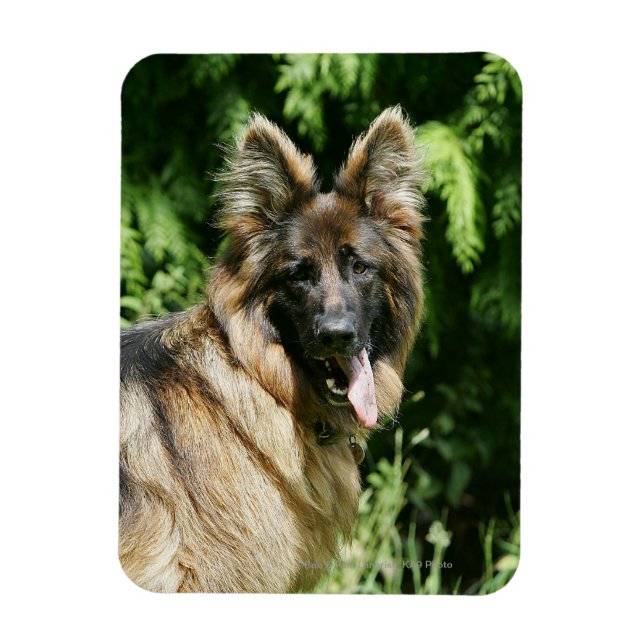Íman German shepherd 1 De Cabelo Longo Marrom (Vertical)