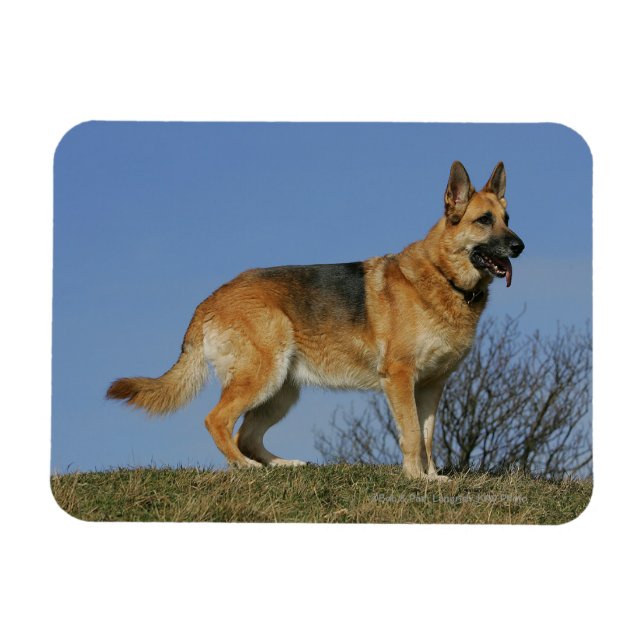 Íman German shepherd 2 De Cabelo Longo Marrom (Horizontal)