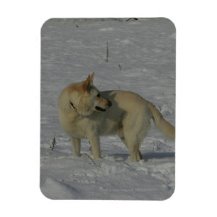 Íman German shepherd branco na neve