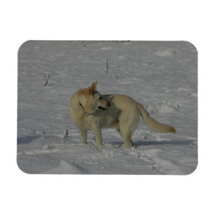 Íman German shepherd branco na neve