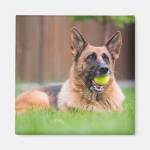 Íman German shepherd Com Bola De Tênis