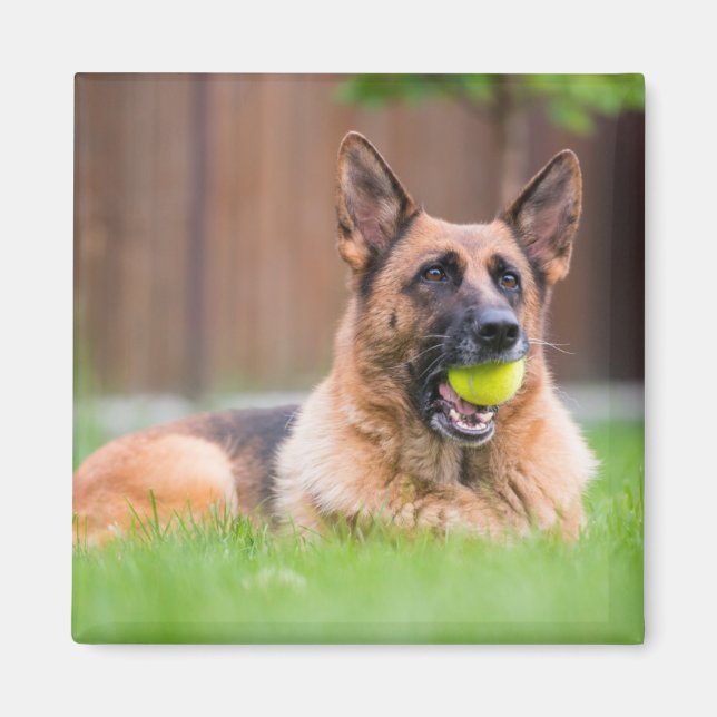 Íman German shepherd Com Bola De Tênis (Frente)