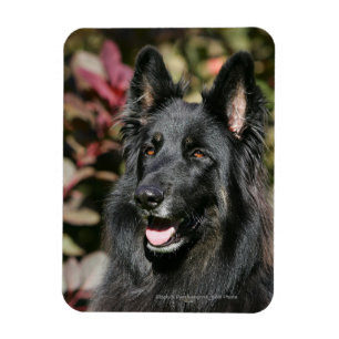 Íman German shepherd de cabelos compridos preto