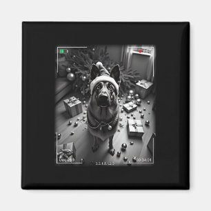 Íman German shepherd De Natal Capturado Na Câmera