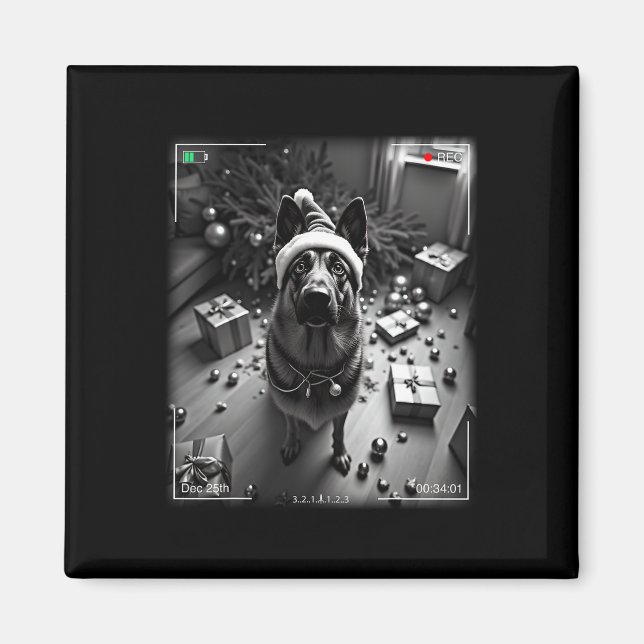 Íman German shepherd De Natal Capturado Na Câmera (Frente)