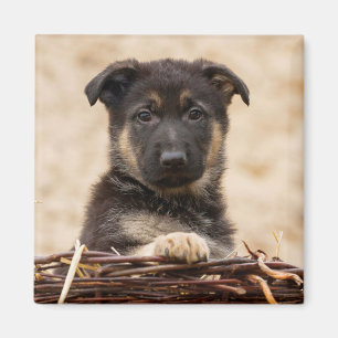 Íman German shepherd Em Cesta