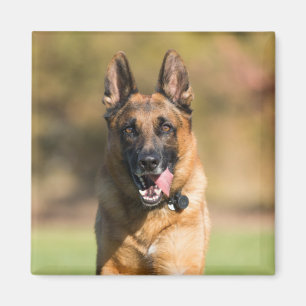 Íman German shepherd em execução