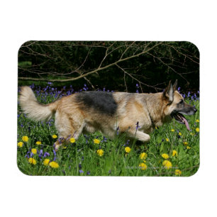 Íman German shepherd em Flores Amarelas