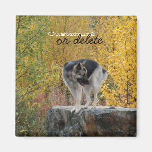 Íman German shepherd em uma rocha; Customizável