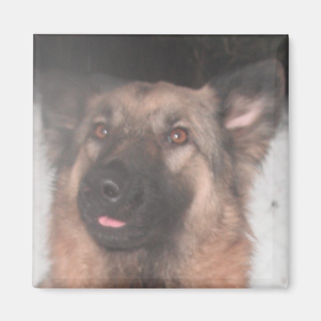 Íman German shepherd Magnet Saindo A Língua (Frente)