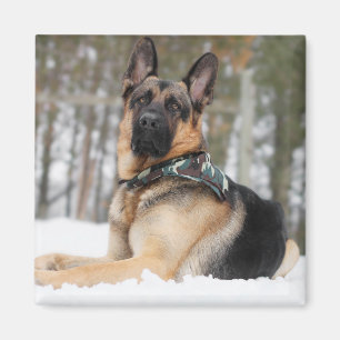 Íman German shepherd Na Neve