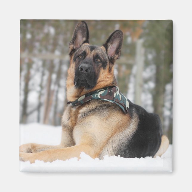 Íman German shepherd Na Neve (Frente)