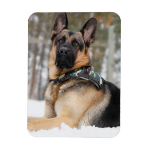 Íman German shepherd Na Neve