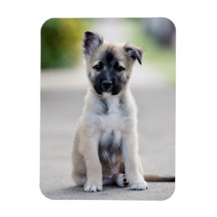 Íman German shepherd no caminho