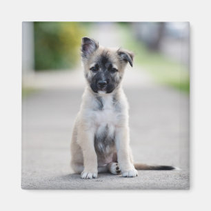 Íman German shepherd no caminho