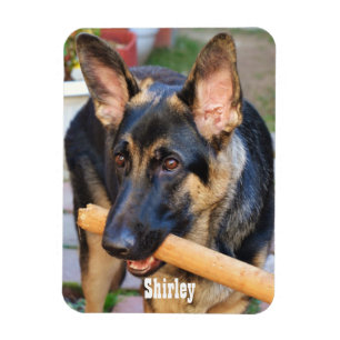 Íman german shepherd por Shirley Taylor