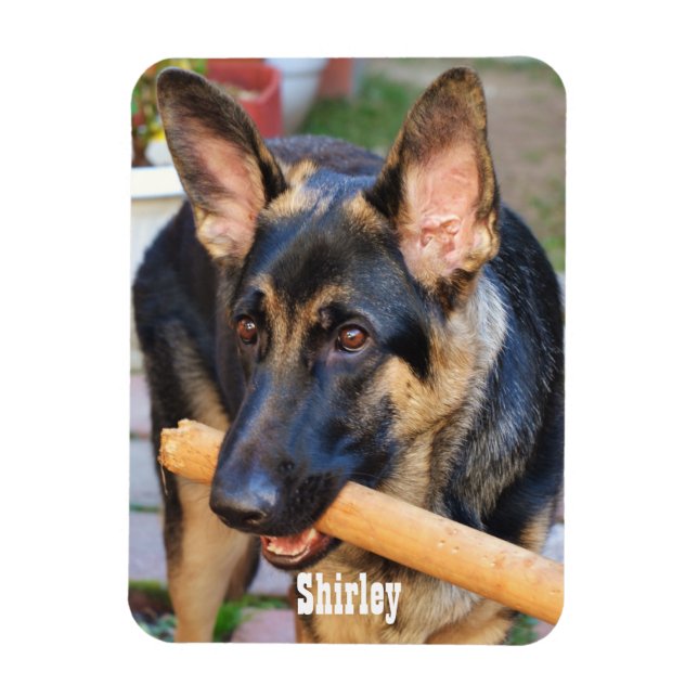 Íman German shepherd por Shirley Taylor (Vertical)