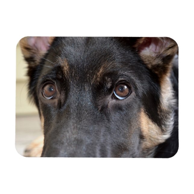 Íman German shepherd por Shirley Taylor (Horizontal)