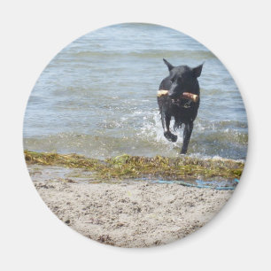 Íman German shepherd preto da laca
