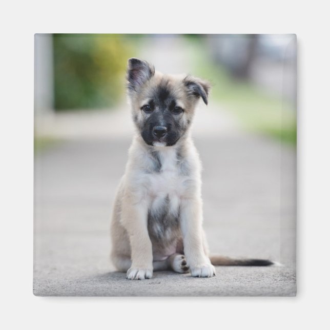Íman German shepherd Puppy no caminho (Frente)