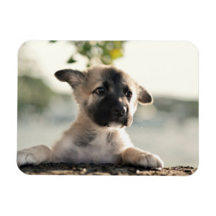 Íman German shepherd Puppy Sobre A Borda