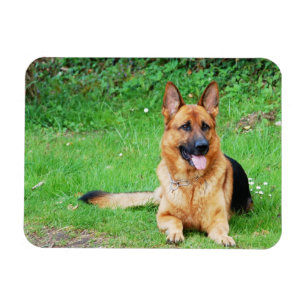 Íman German shepherd que descansa no ímã da grama