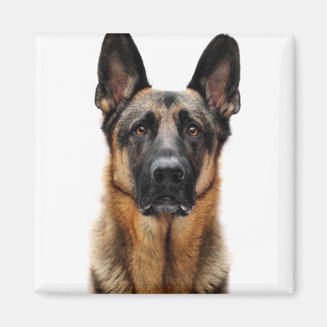 Íman German shepherd Sentado (Frente)