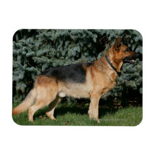 Íman German shepherd Show