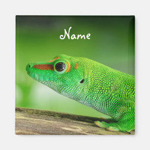 Íman Giant Green Day Gecko - Phelsuma grandis