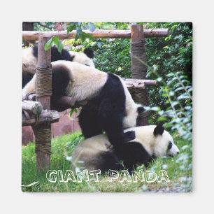 Íman Giant Panda, China (Imã de geladeira)
