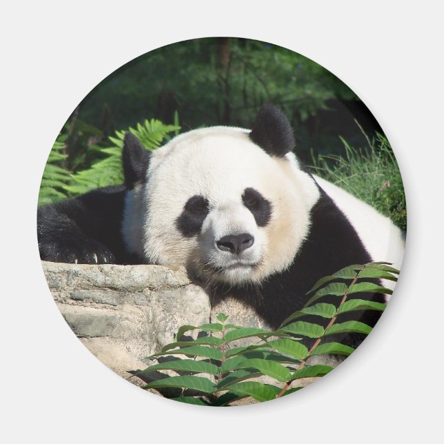 Íman Giant Panda Napping (Frente)