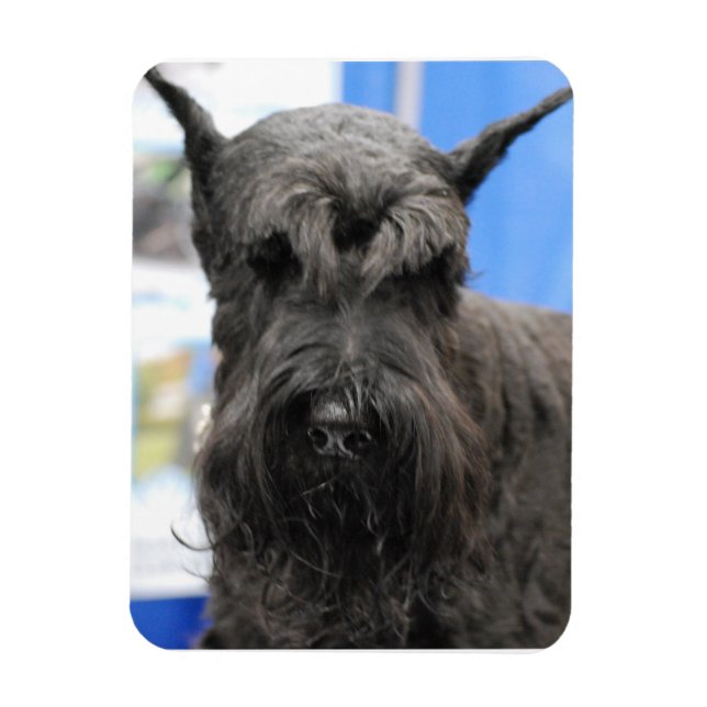 Íman Giant Schnauzer (Vertical)