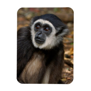Íman Gibão de mãos brancas (Hylobates Lar), Monkeyland