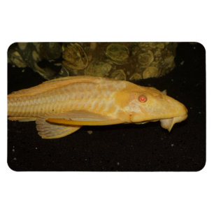 Íman Gibbiceps