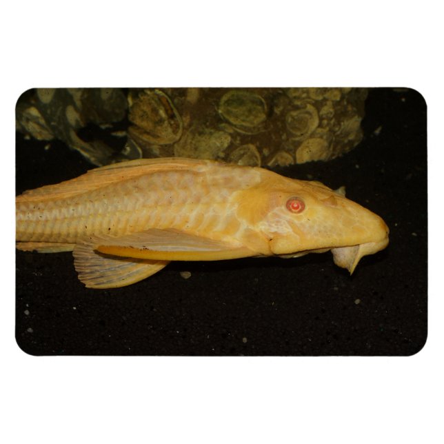 Íman Gibbiceps (Horizontal)
