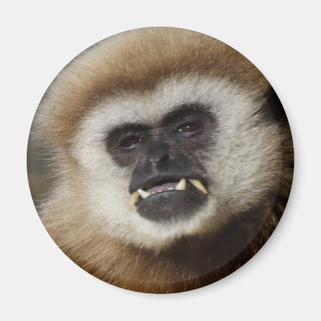 Íman Gibbon (Frente)