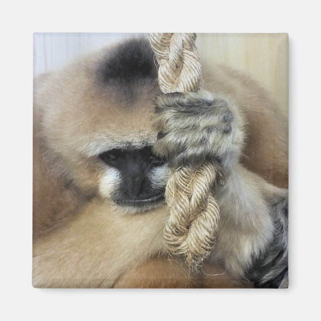 ÍMAN GIBBON (Frente)