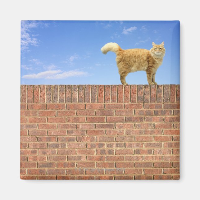 Íman Ginger Cat em pé na parede do tijolo (Frente)