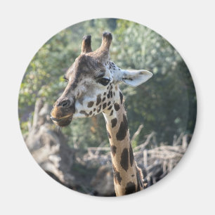 Íman Girafa